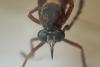 Dasypogoninae inconnu